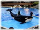 Sea World