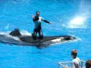 Sea World