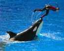 Sea World