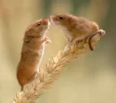 cute mice