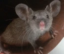 mouse