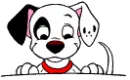 Dalmation