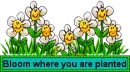 Bloom