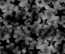 black and white stars