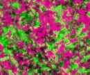 neon pink and green stars