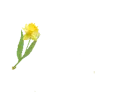 Daffodil Pen Yellow - Hello