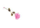 Rose Pen Light Pink - Faye