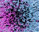 pink black and light blue