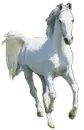 galloping horse