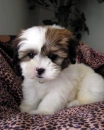 doggy