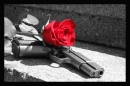 Gun,flower