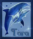 Tara Dolphins moo