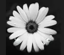 bubble flower