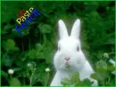 paste -iepuras-easter