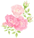 roses