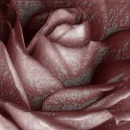 bloody rose