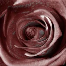 bloody rose