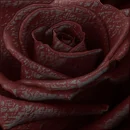 bloody rose