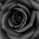 black rose
