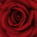 red rose