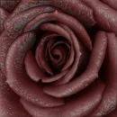 bloody rose