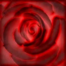 red and black rose