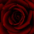 red rose