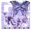Butterfly Roses Frame