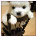 a dog in the chair