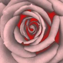 cool rose