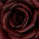 bloody rose