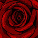 red rose