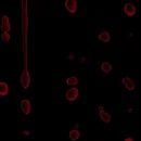 blood