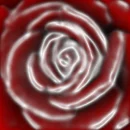 red rose