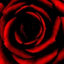 dark red rose