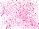 Pink scatter