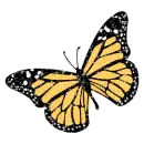 monarch butterfly