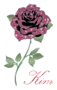 Kim pink rose