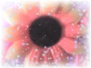pink flower