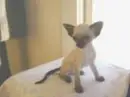 aww