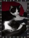 cats2