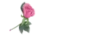 Rose Pen with Glass Text - Jammy
