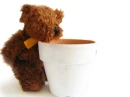 bear & mug