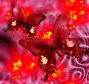 Burning Butterflies