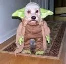 dog dressed like yoda