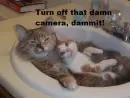 grumpy kitty in a sink