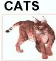 cats