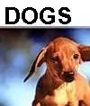 dogs