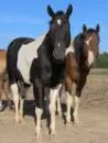 horses