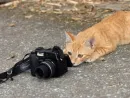 i love cats